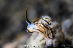 Doto SP by Raj Prasad 